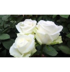 ΤΡΙΑΝΤΑΦΥΛΛΑ ΛΕΥΚΑ 60εκ. ROSEN  COUNTDOWN 60cm